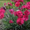 Dianthus 'Cranberry Cocktail'