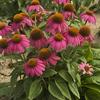 Echinacea purpurea 'PowWow Wild Berry'