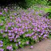 Geranium x cantabrigiense 'Biokova Karmina'