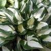 Hosta 'Fire & Ice'