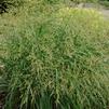 Panicum virgatum 'Cape Breeze'