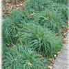 Carex glauca 'Blue Zinger'