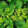 Alchemilla mollis 'Thriller'