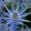 Eryngium 'Big Blue'