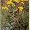 Solidago (syn Oligoneuron) rigida