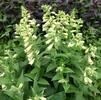 Digitalis grandiflora (syn ambigua) 'Carillon'