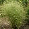 Miscanthus sinensis 'Morning Light'