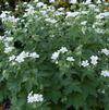 Geranium sanguineum 'Album'