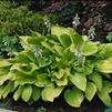 Hosta 'Key West'