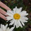 Leucanthemum Superbum 'Spoonful of Sugar'