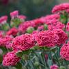 Dianthus 'Raspberry Ruffles FRUIT PUNCH'