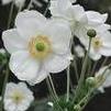 Anemone 'Honorine Jobert'