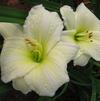 Hemerocallis 'Joan Senior'