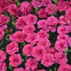 Dianthus 'Double Bubble'