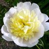 Paeonia lactiflora 'Primevere'