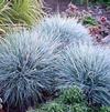 Festuca glauca 'Elijah Blue'