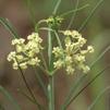 Asclepias verticillata