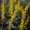 Solidago flexicaulis