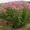 Eupatorium maculatum