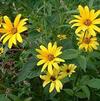 Heliopsis helianthoides