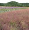 Eragrostis spectabilis