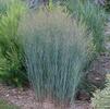 Panicum virgatum 'Heavy Metal'