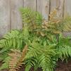 Dryopteris erythrosora