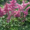 Astilbe japonica 'Rheinland'