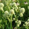 Eryngium yuccifolium