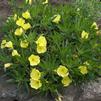 Oenothera macrocarpa (syn missouriensis)