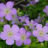 Geranium maculatum