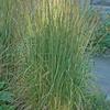 Calamagrostis acutiflora 'Avalanche'