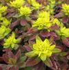 Euphorbia polychroma 'Bonfire'