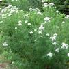 Pycnanthemum tenuifolium