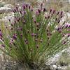 Dalea (syn Petalosteum) purpurea