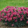 Dianthus 'Cherry Vanilla FRUIT PUNCH'