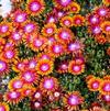 Delosperma 'Fire Spinner'