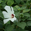 Hibiscus lasiocarpus