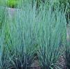 Schizachyrium (syn Andropogon) scoparium 'The Blues'