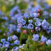 Pulmonaria 'Twinkle Toes'