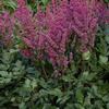 Astilbe chinensis 'Visions in Red'