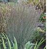 Schizachyrium (syn Andropogon) scoparium 'Blue Heaven'