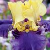 Iris Germanica 'Jurassic Park'