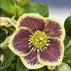 Helleborus 'Rio Carnival'