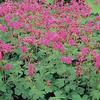 Geranium macrorrhizum 'Bevan's Variety'