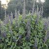 Baptisia 'Indigo Spires'