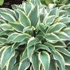 Hosta 'Wolverine'