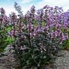 Penstemon digitalis 'Blackbeard'