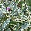 Eupatorium fortunei 'Pink Frost'