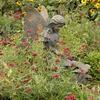 Centranthus ruber 'Coccineus'